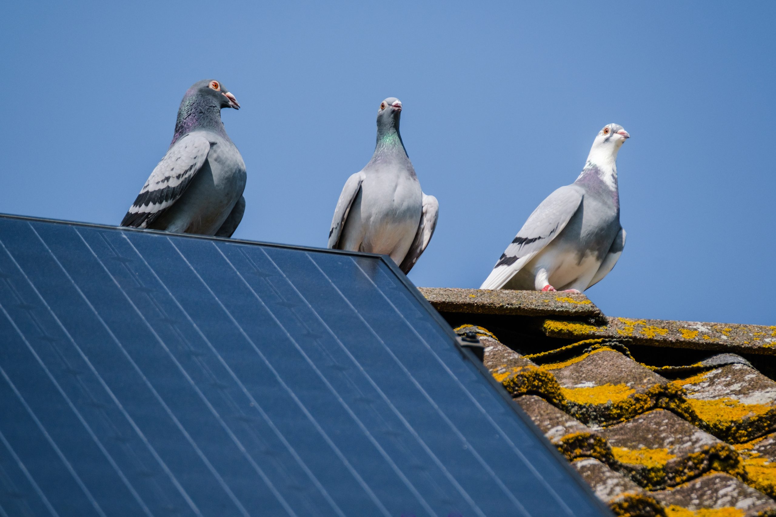 How To Make Solar Panels Pigeon Proof